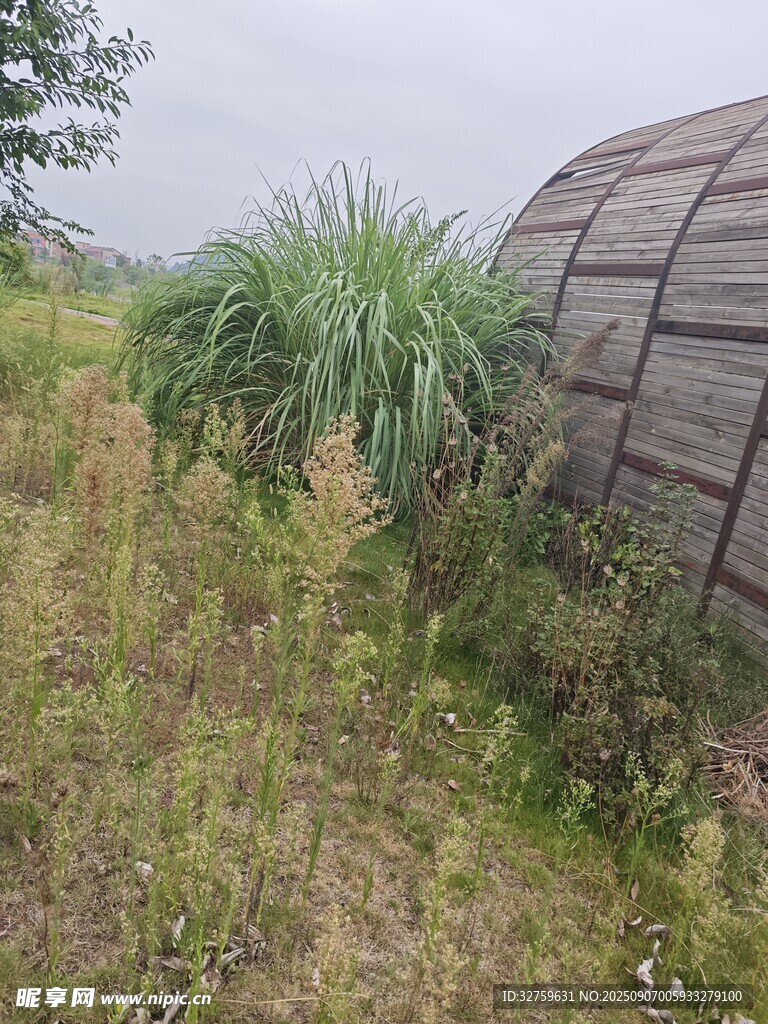 野外废弃圆顶建筑与杂草