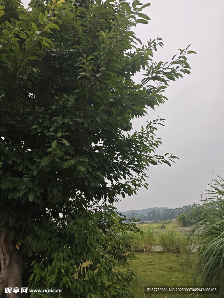 野外绿树葱茏的自然景致