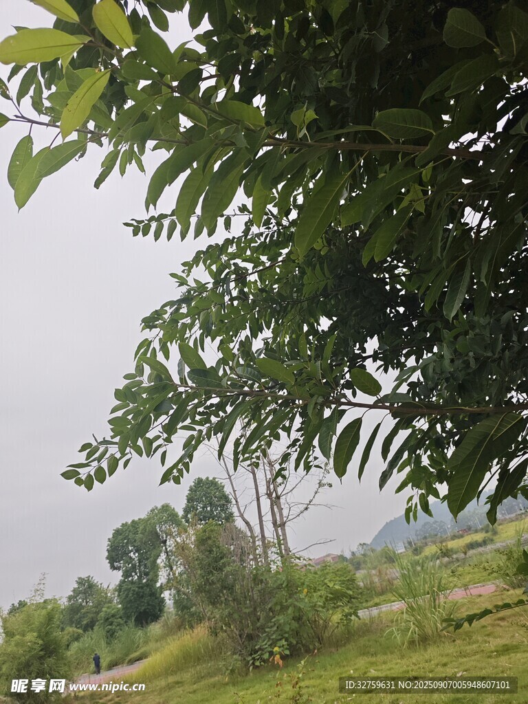 绿荫下的户外自然景致
