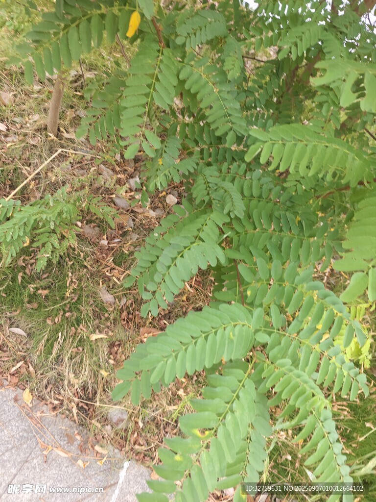 路边茂盛的蕨类植物
