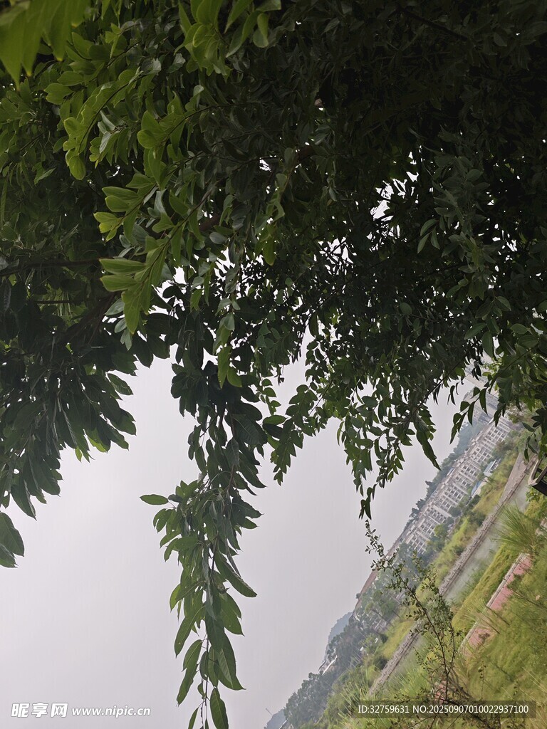 绿树掩映下的开阔景致