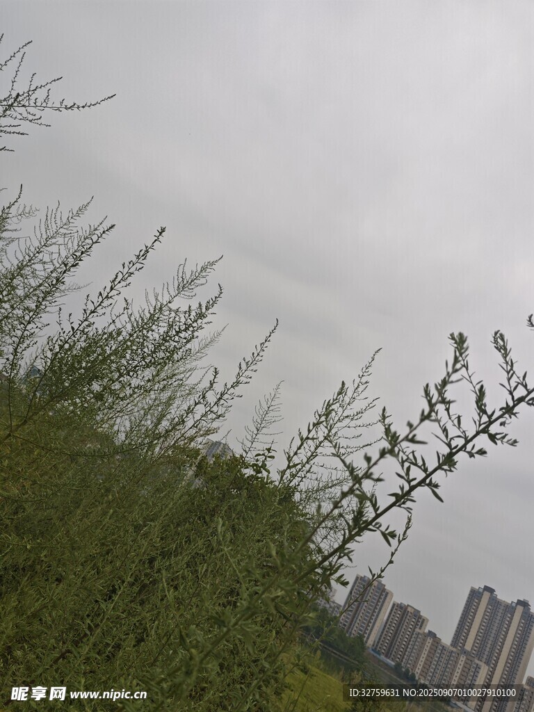 城市边的绿植与天际线