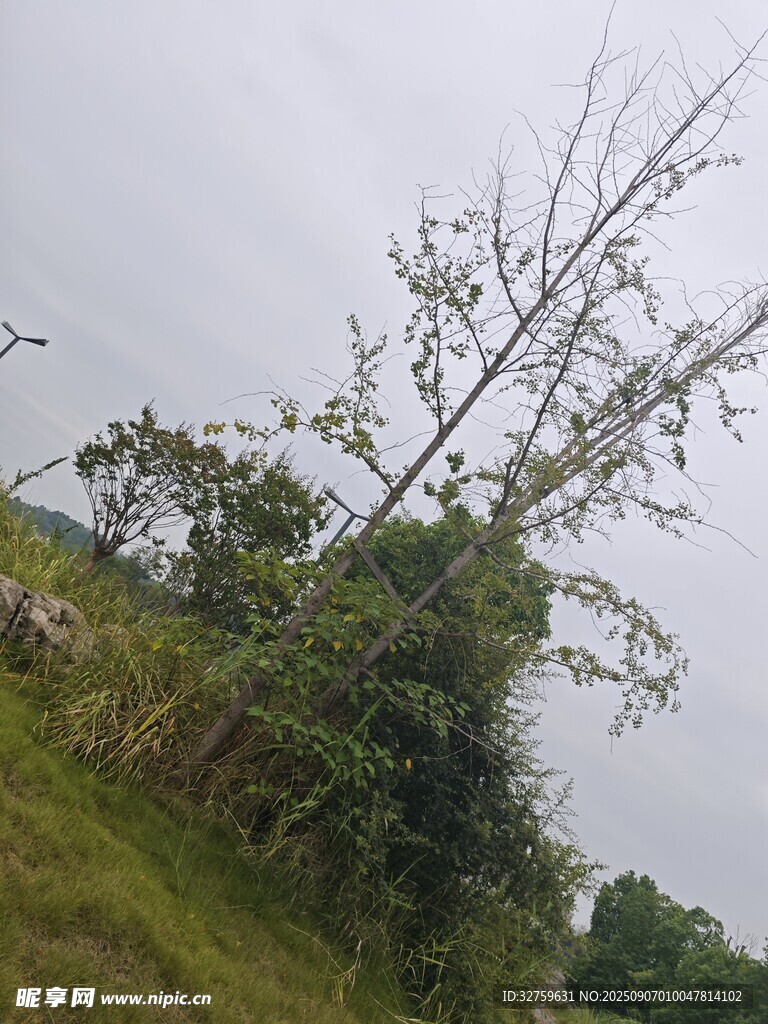 野外枯树立于葱郁草木间