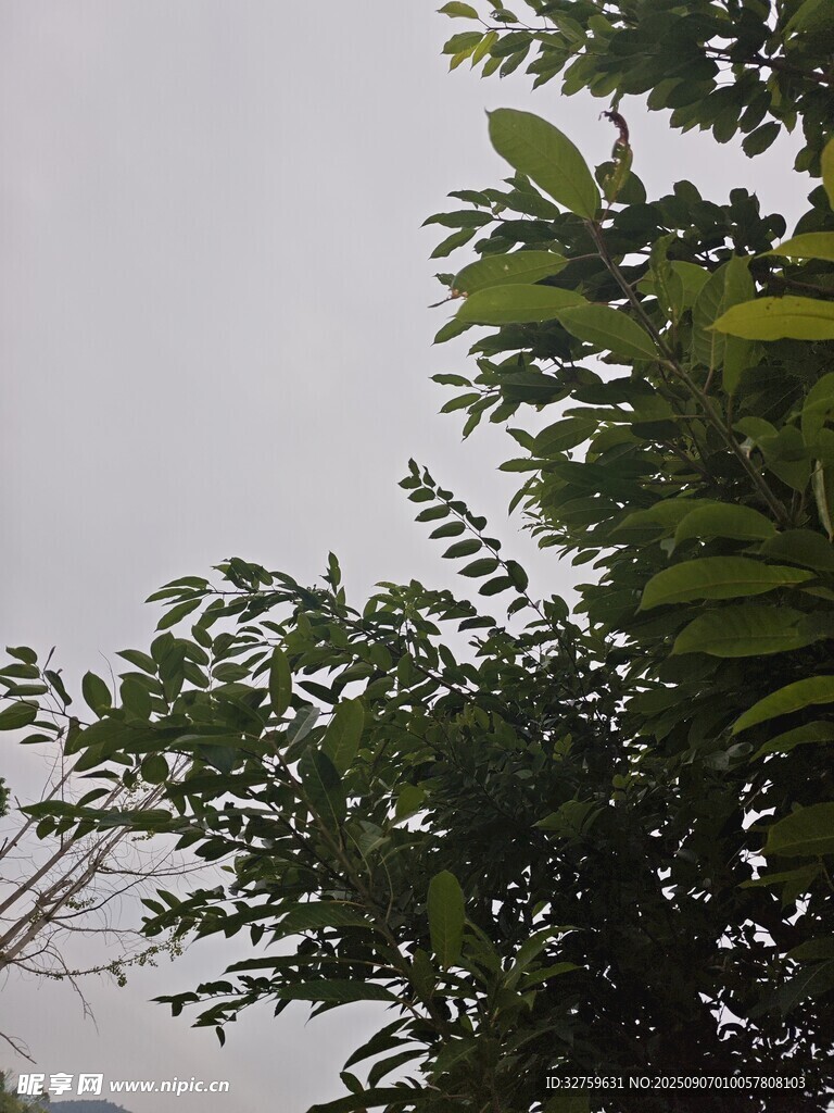绿叶在灰白天空下摇曳