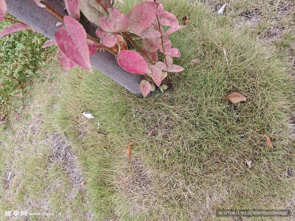 红叶飘落于翠绿草地