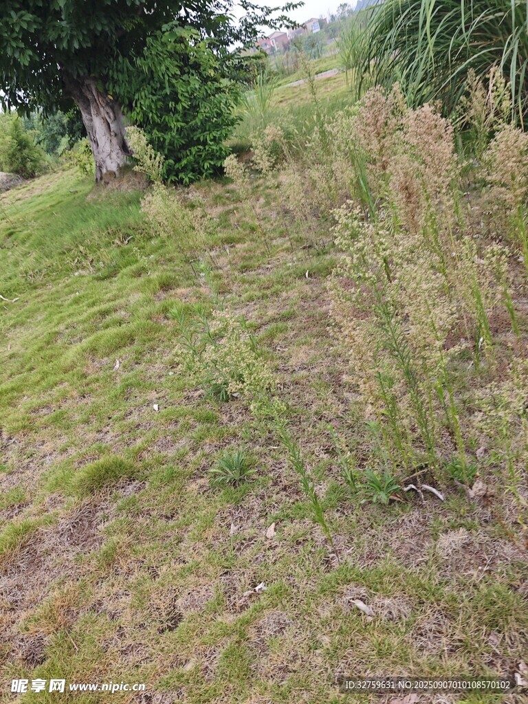 野外草地与植被景象