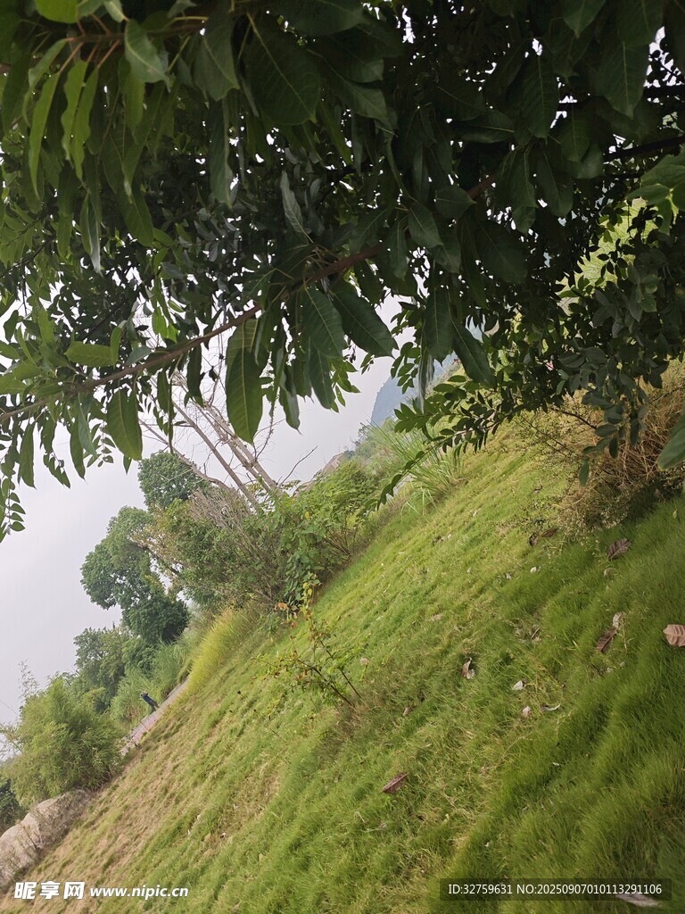 山坡绿树间的自然景致