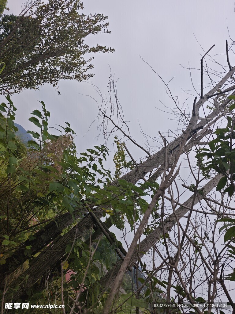 山林间倾斜的树木与植被