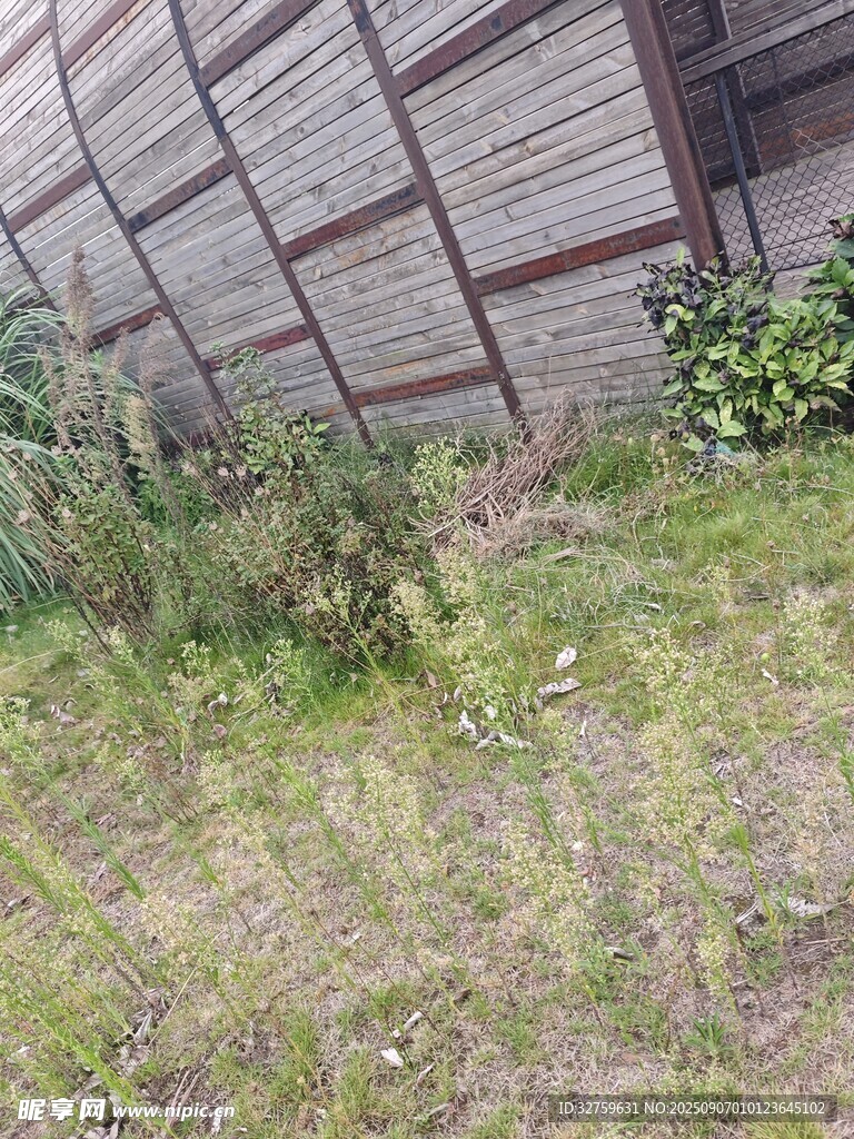 建筑旁的草地与绿植