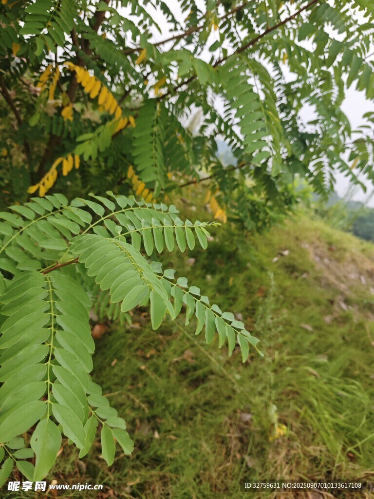 野外翠绿植物枝叶景象