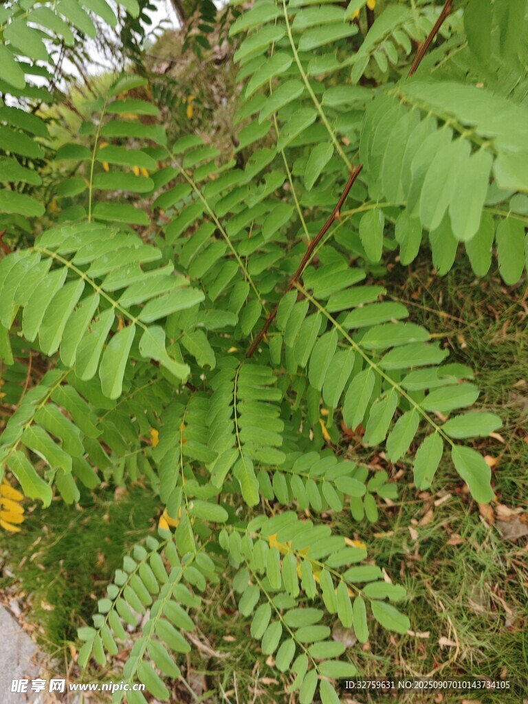 翠绿羽状叶片植物特写