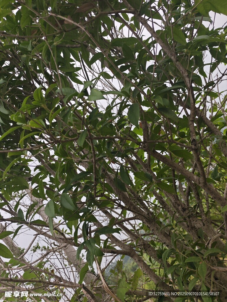 繁茂枝叶的绿色树木