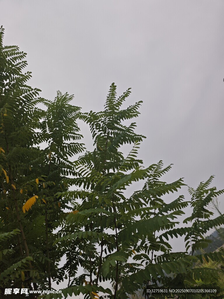 绿叶间的天空一角