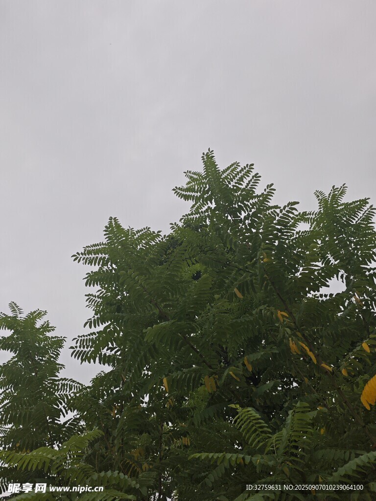 阴天中的葱郁树梢
