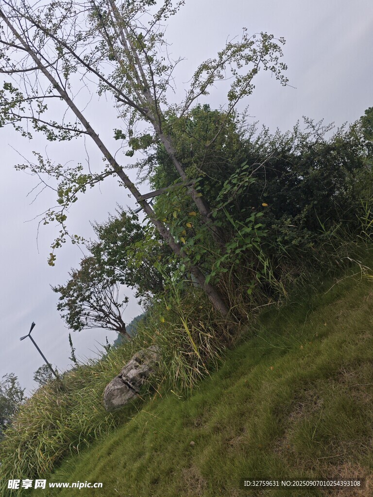 山坡上的树木与绿植