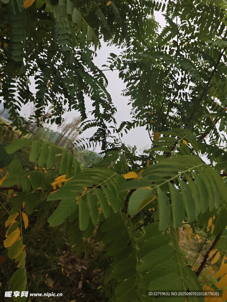 枝叶繁茂的绿意景象