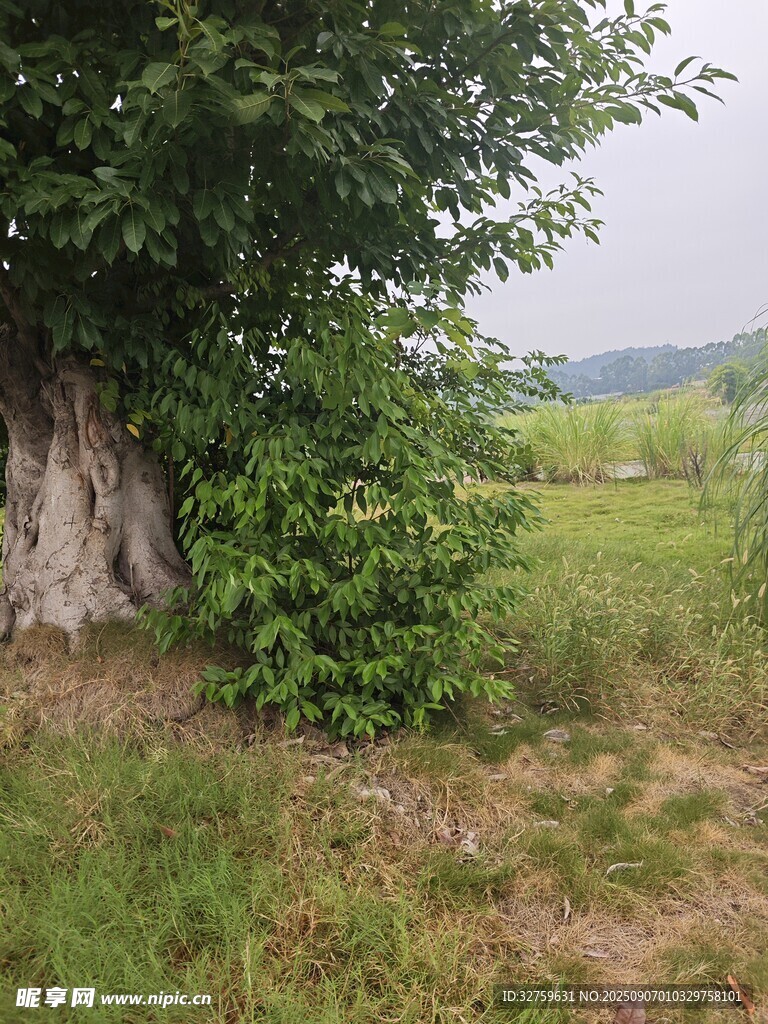 乡村大树下的绿野风光