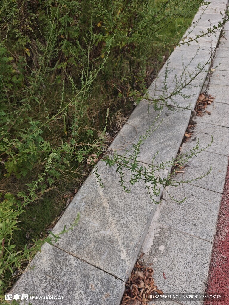 石板路旁的杂草与落叶