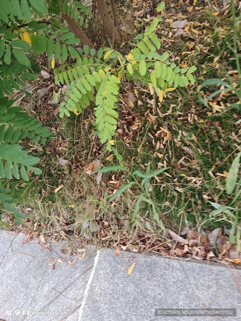 路边绿