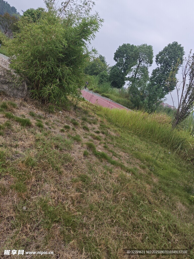 郊外草地与树木景观