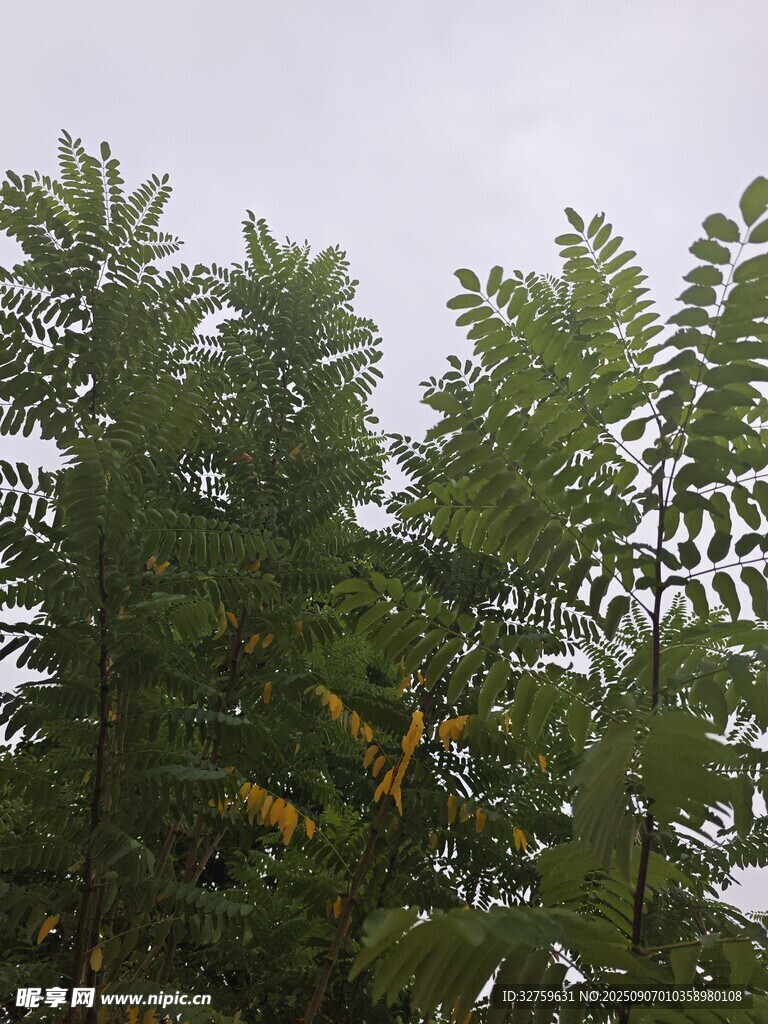绿叶繁茂的树木景观