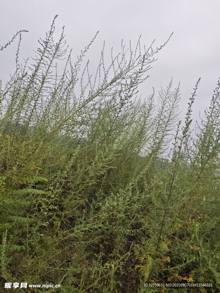 野外茂盛的绿色草丛