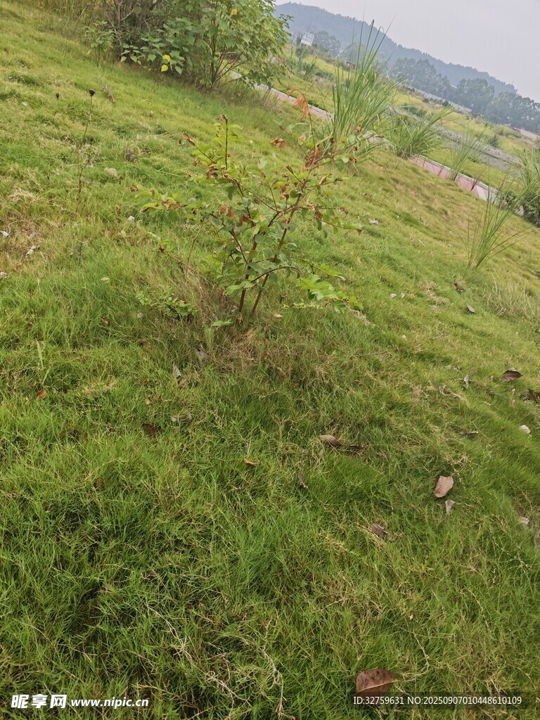 绿意盎然的草地景观