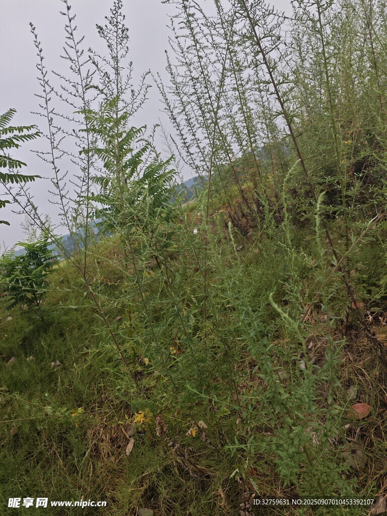 山坡上的茂盛野草
