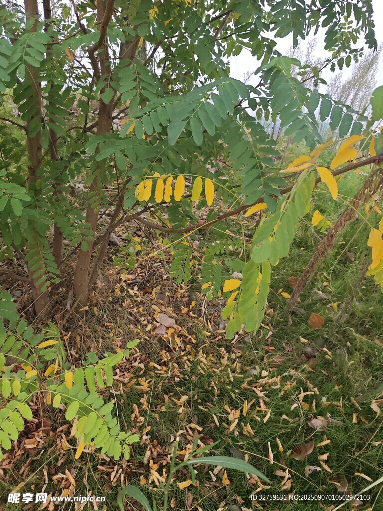 秋日林间景象