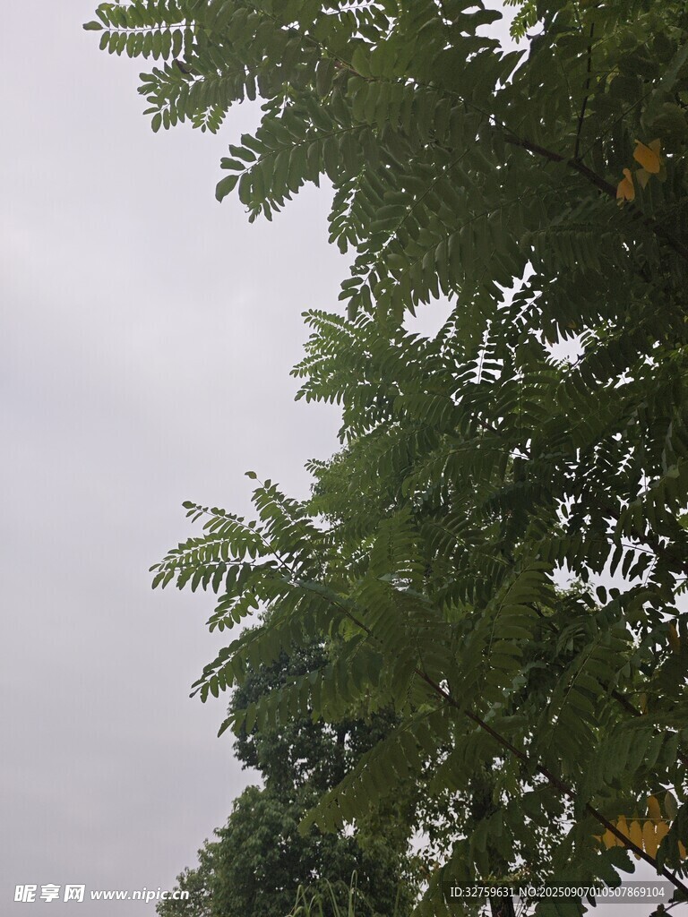 仰视枝头绿叶