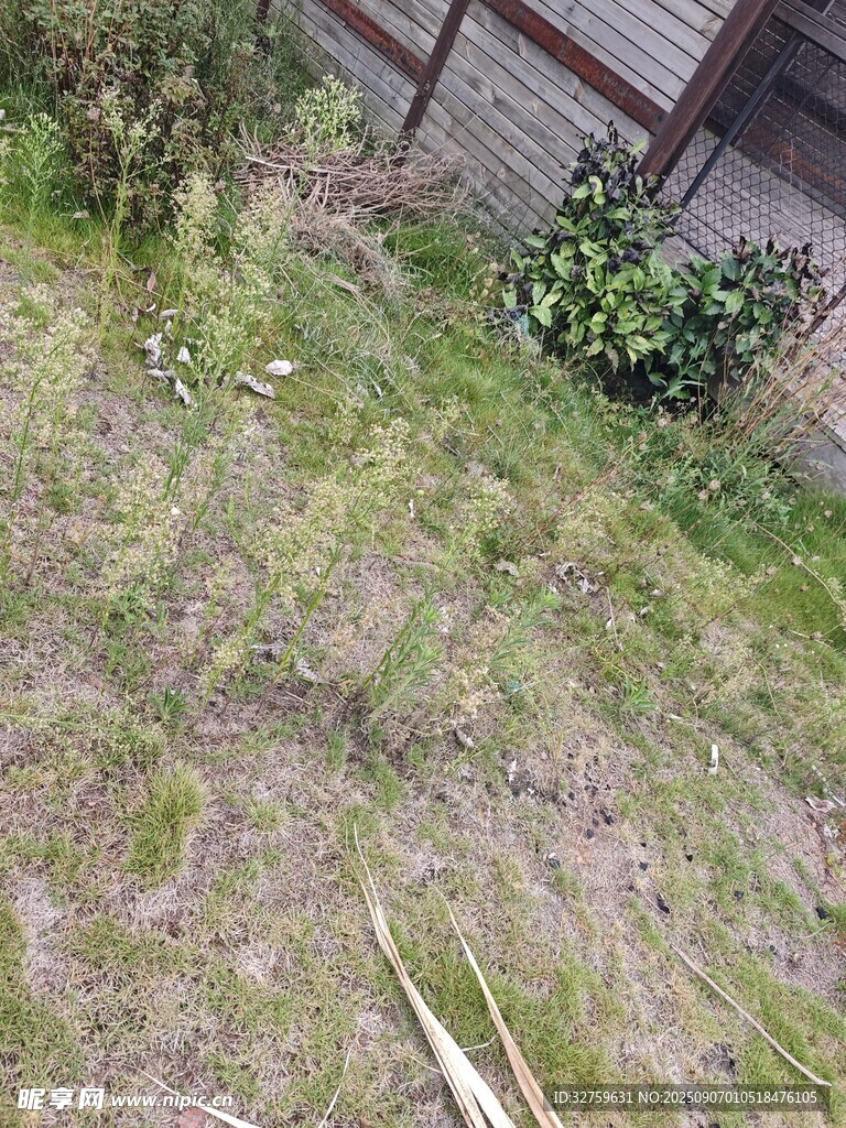 户外杂草丛生的庭院角落