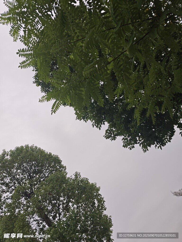 仰视葱郁树木