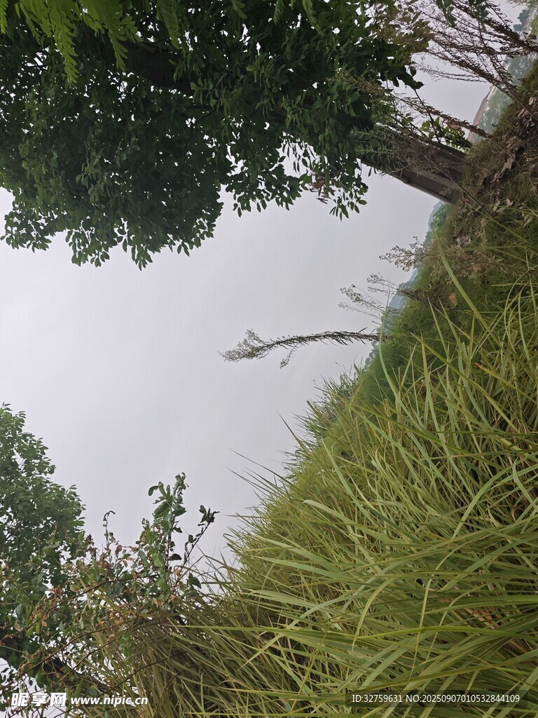 水边草木与天空景象
