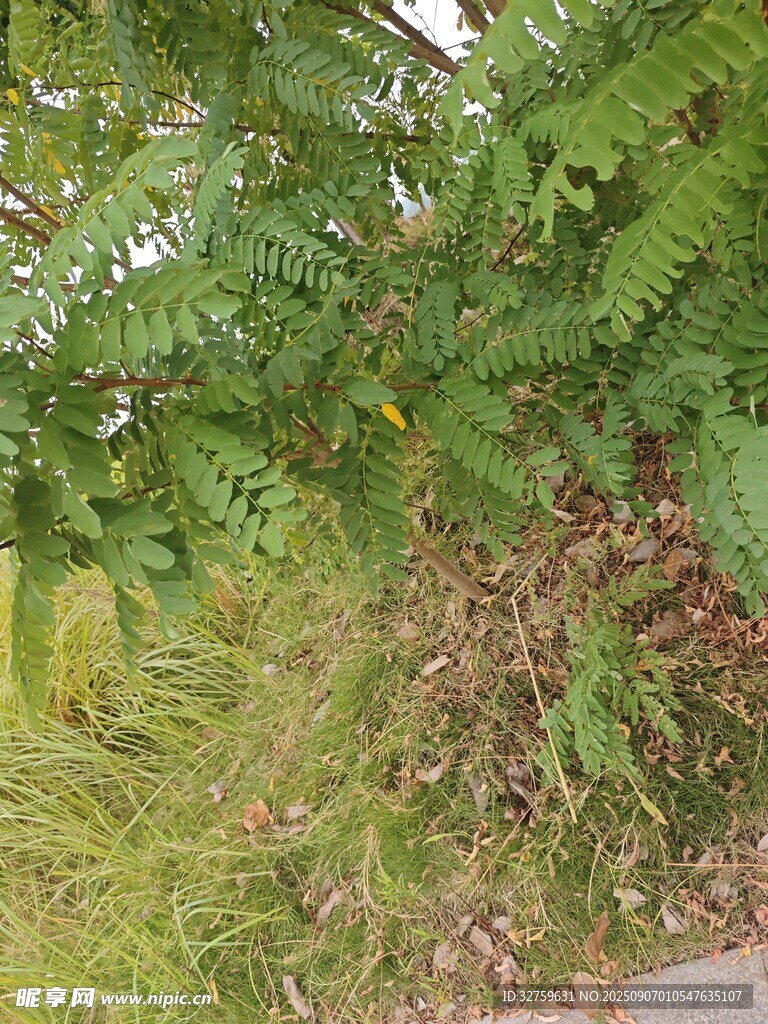 户外繁茂绿植景观