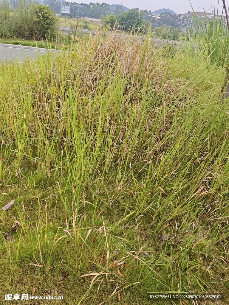 野外茂盛的绿色草丛