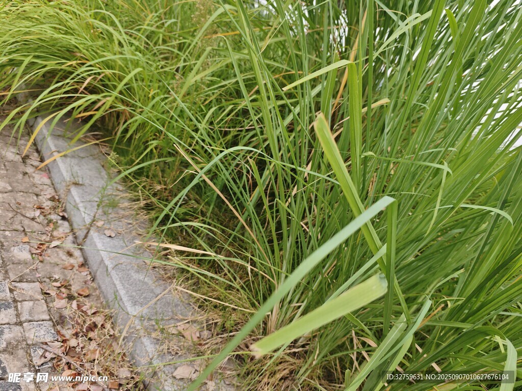 路边翠绿茂盛的野草