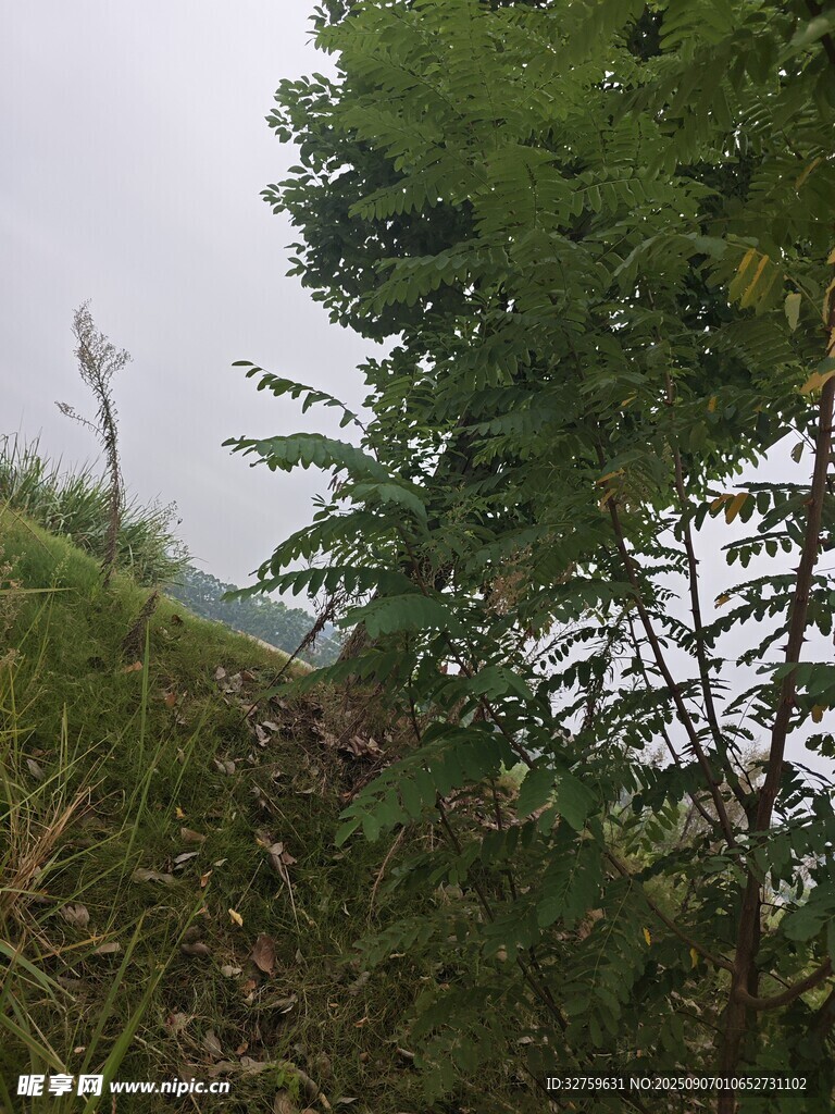 野外绿植景观