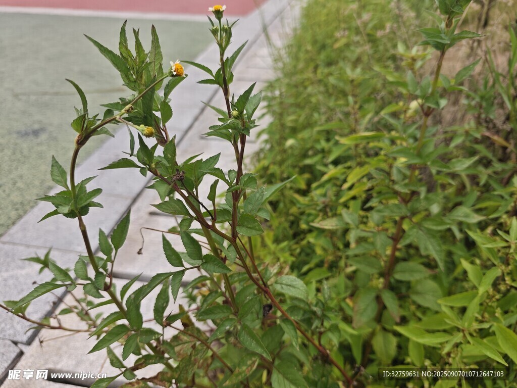 路边生长的绿色植物