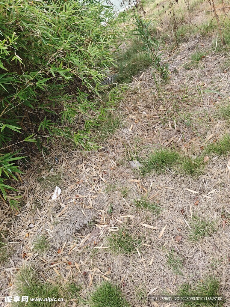 山坡上的绿植与地面景象