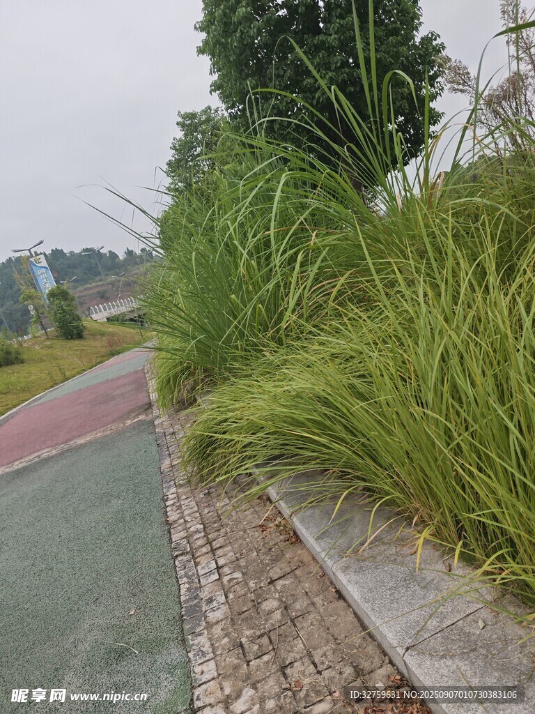 路边葱郁绿植景观