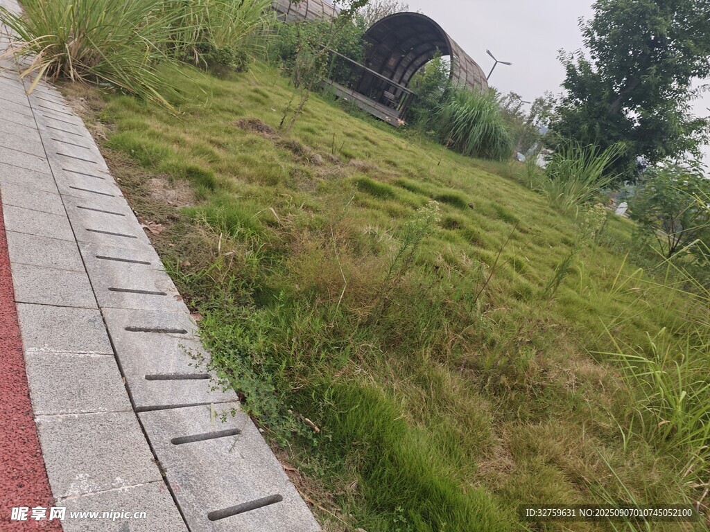 路边斜坡上的茂盛草地