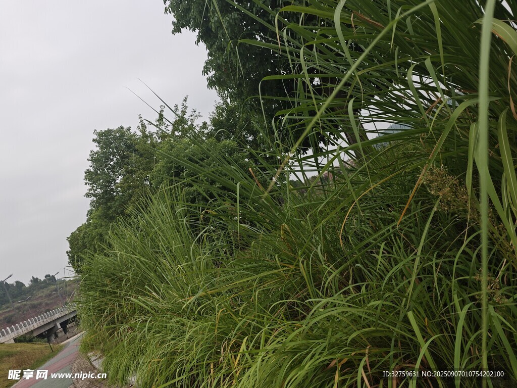 路边繁茂的绿色草丛