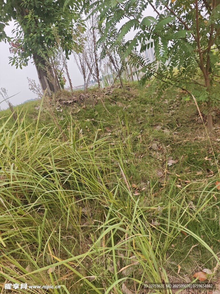 野外草地与树木景观
