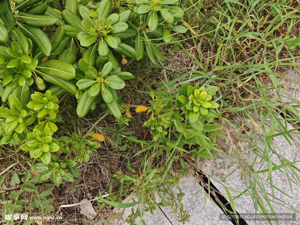 地面绿植与缝隙杂草景象