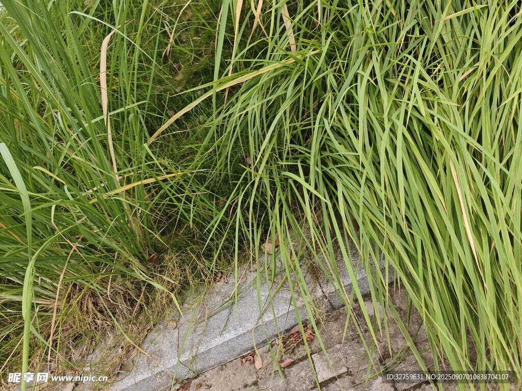 砖砌小径旁的翠绿草丛