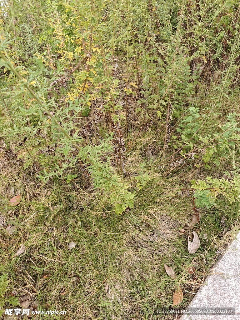户外绿植景观一角