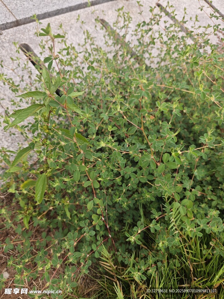 户外绿色繁茂植物景观