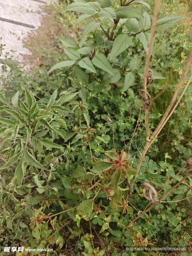 繁茂绿植景观