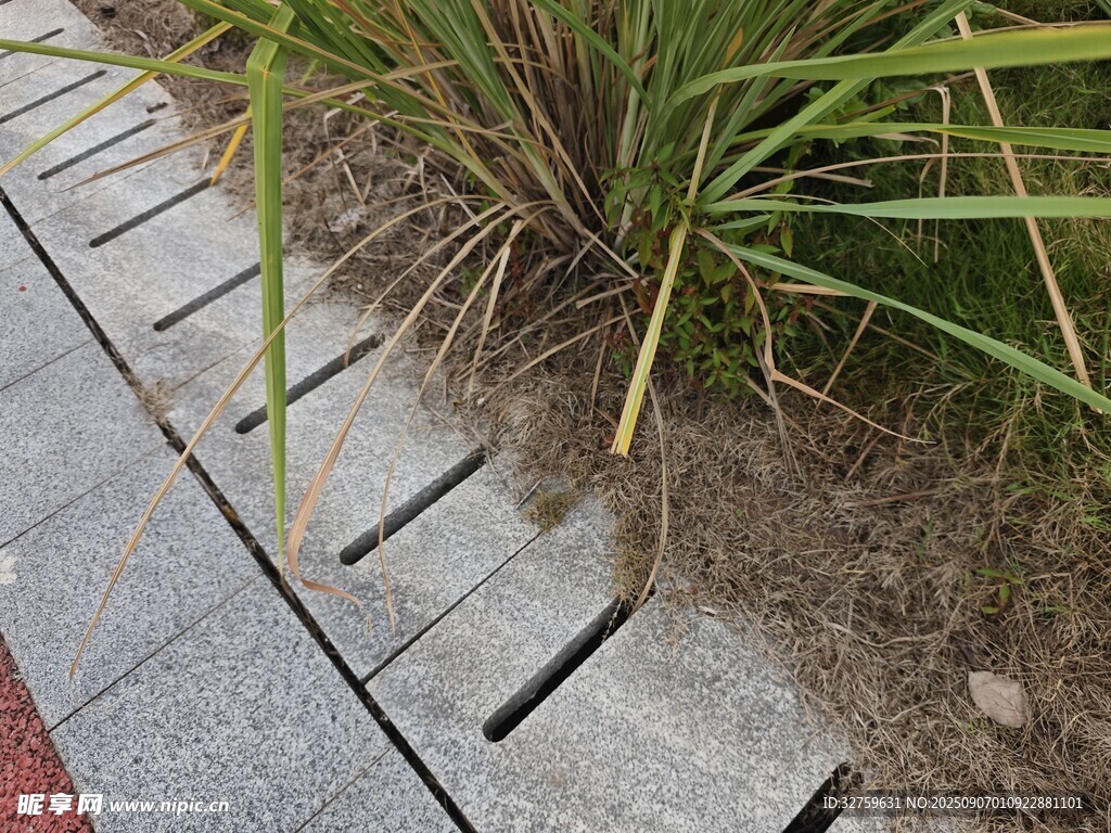 路边缝隙中生长的绿植