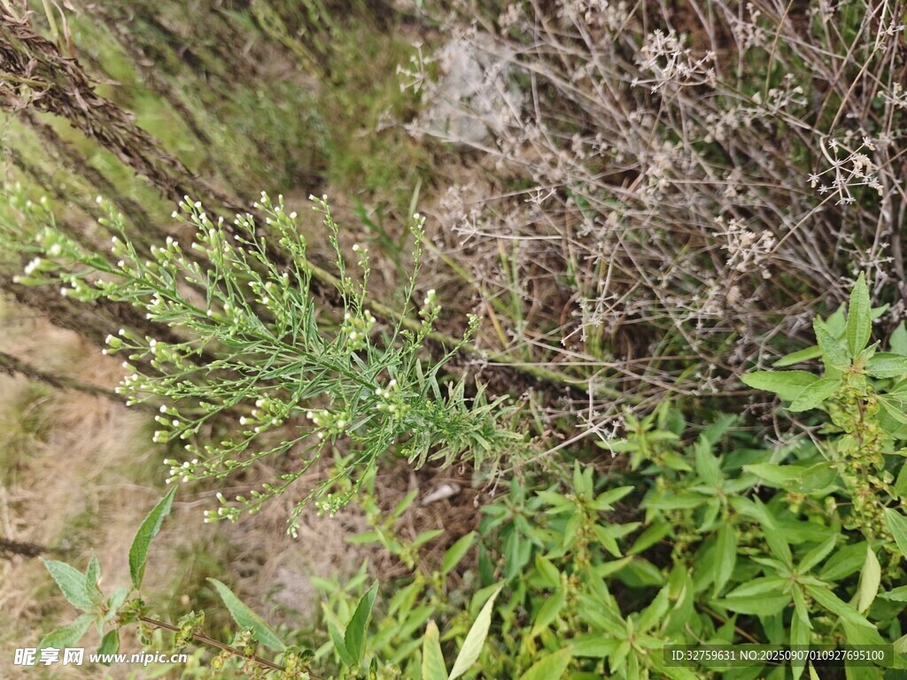野外丛生的多样绿色植物